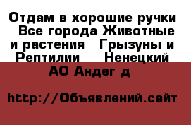 Отдам в хорошие ручки - Все города Животные и растения » Грызуны и Рептилии   . Ненецкий АО,Андег д.